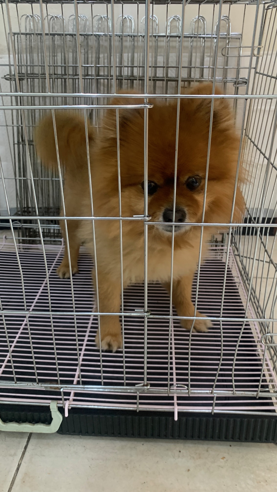 늘푸른동물병원_428354202500481